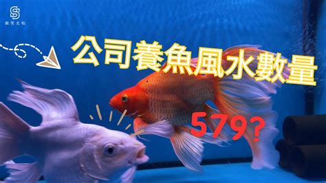 養魚數量吉數|養風水魚數量攻略：命格五行對應養魚條數 